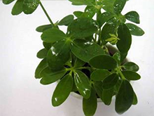 新裝修的房子，擺放什么植物合適呢？